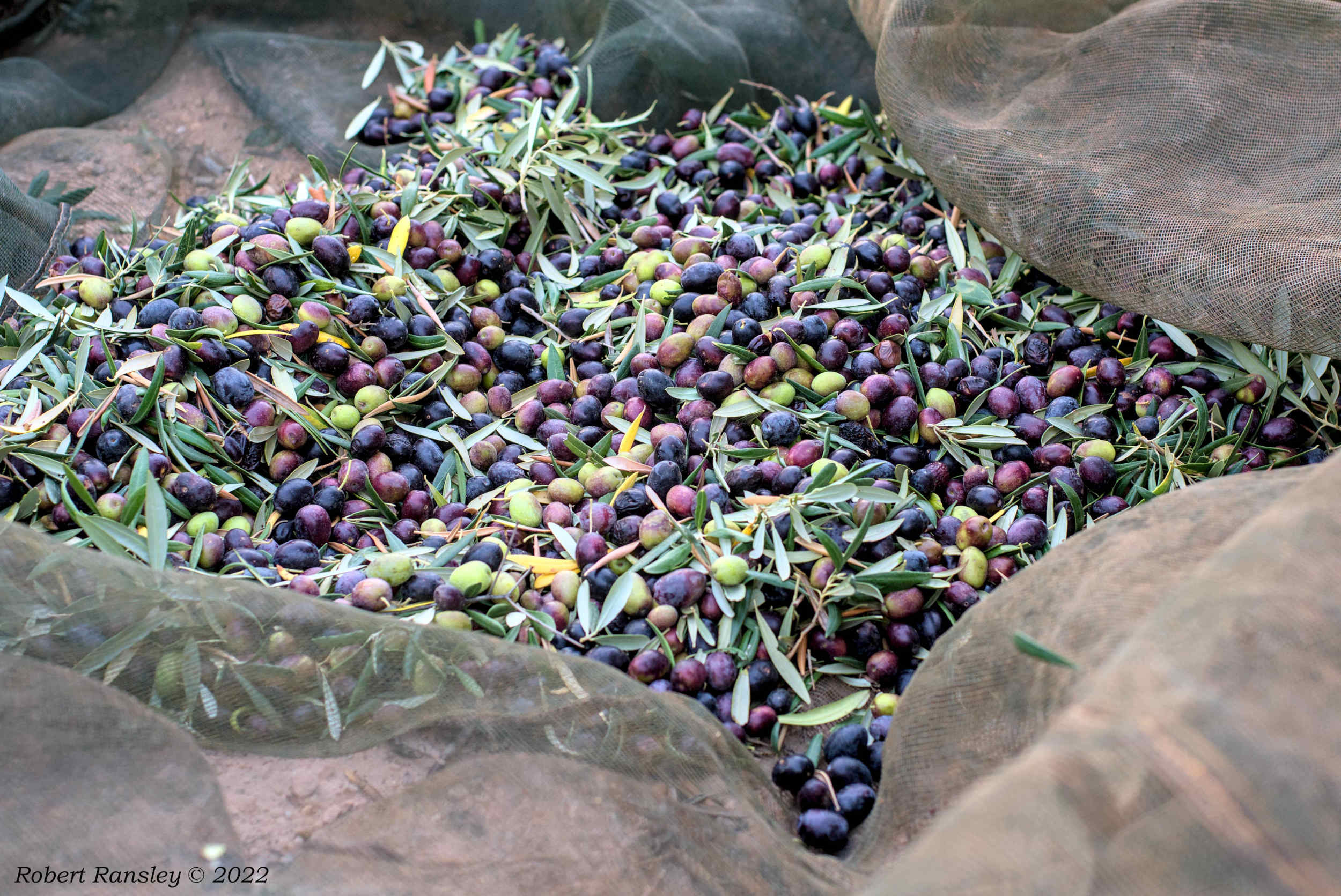 Lorenzo's Olive Oil: Centuries Old Mediterranean Tradition